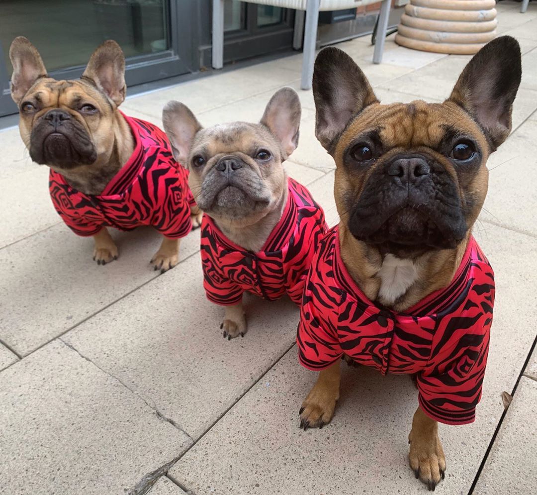 Breeding Frenchies - How Many Puppies Can a French Bulldog Have 