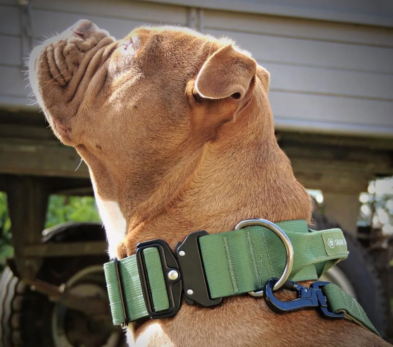 Bully collars deals