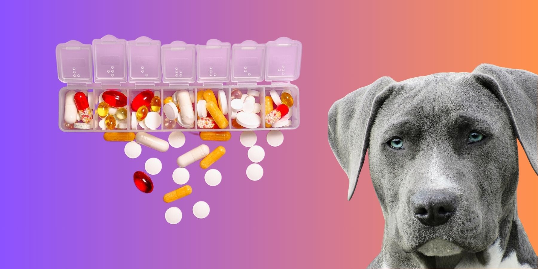 Pit Bull Vitamins All you need to know SPARK PAWS