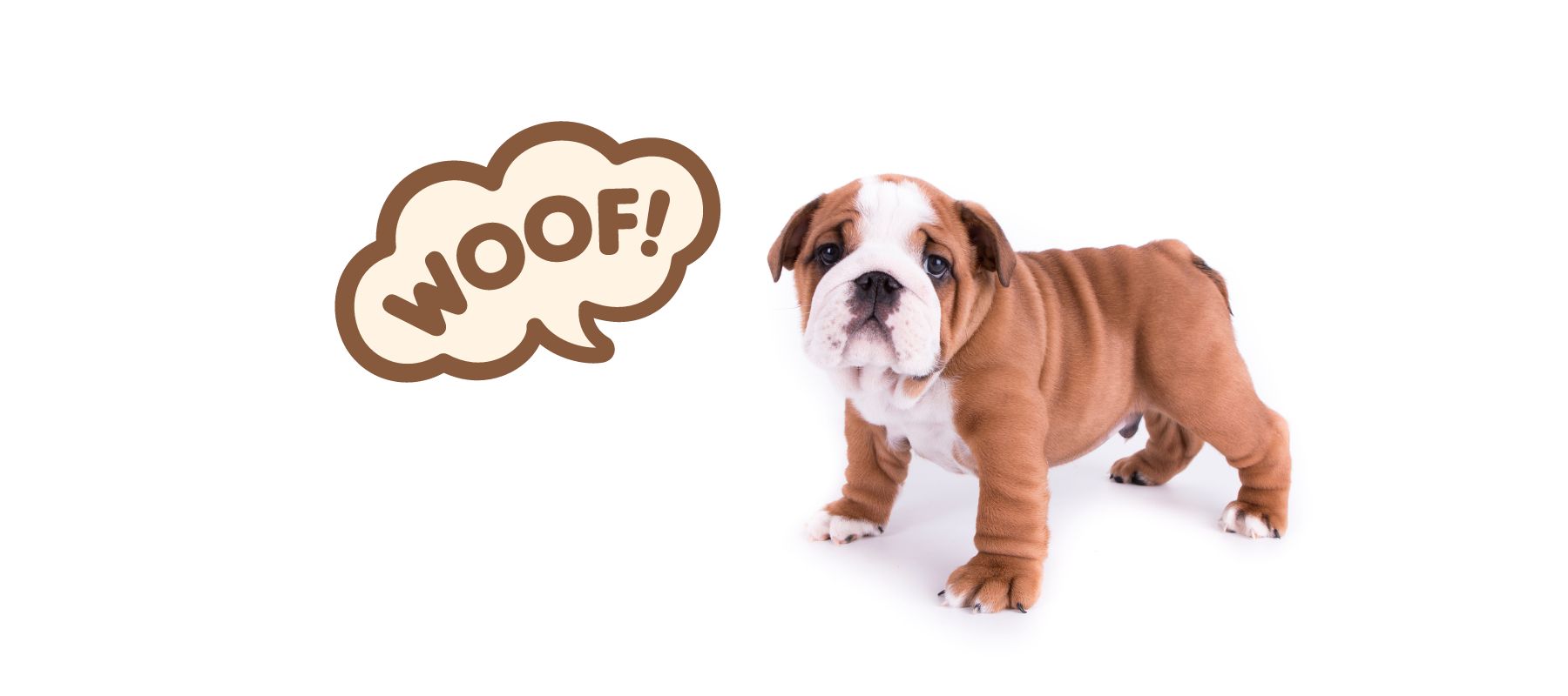 Do different breeds start barking at different times?