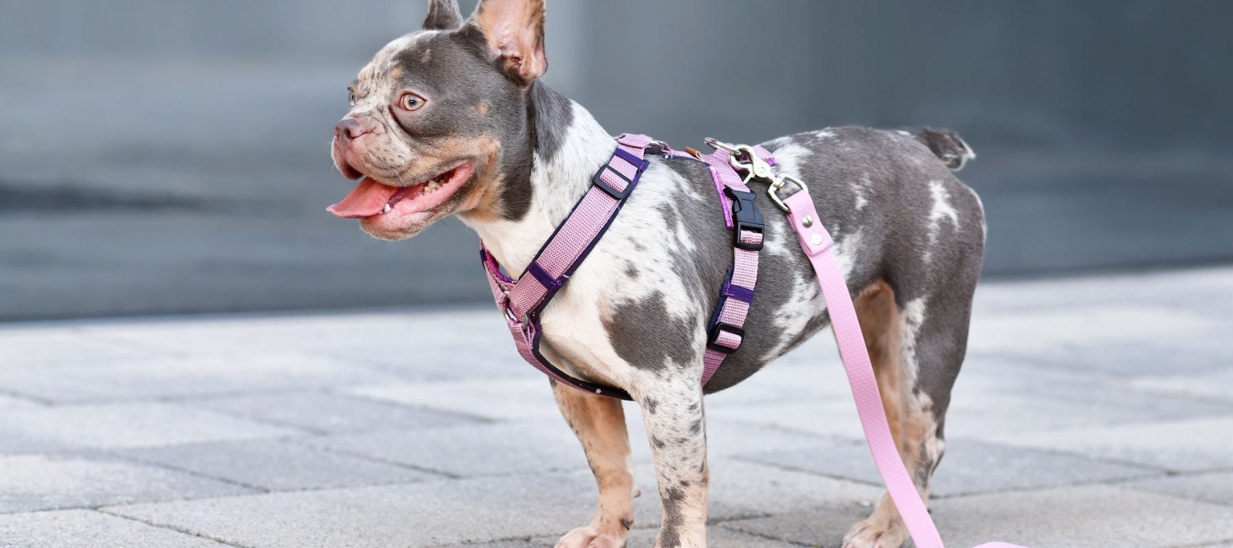 how to put on dog collar harness