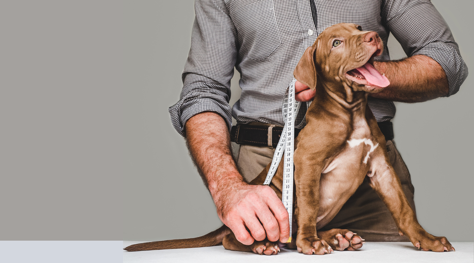 How To Measure A Dog For Clothes in 5 Easy Steps SPARK PAWS