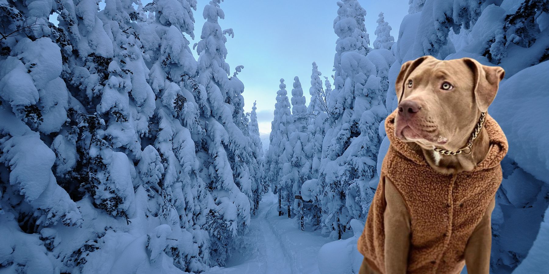 Can Pit Bulls Handle Cold Weather? SPARK PAWS