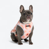 Gilet rafraîchissant pour chien - Pêches