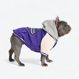 Veste universitaire pour chien - Violet
