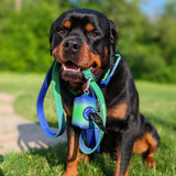 Ensemble Laisse et Porte-Sac à Crottes - Vague de citron vert