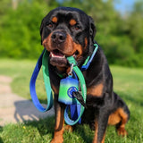 Ensemble Laisse et Porte-Sac à Crottes - Vague de citron vert