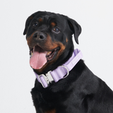 Collier tactique pour chien - Lilas