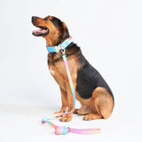 Ensemble de colliers tactiques pour chien - Glaçage pastel