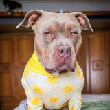 Pyjama pour chien - Soleil