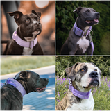 Collier tactique pour chien - Lilas