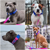 Collier tactique pour chien - Cône de neige