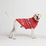 Pull pour chien en tricot - Dasher Rouge