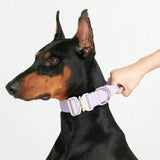 Collier tactique pour chien - Lilas