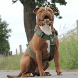 Harnais de contrôle de confort sans traction - Vert armée