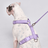 Harnais Big Dog No-Pull - Lilas