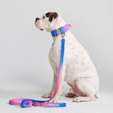 Ensemble de colliers tactiques pour chien - Cône de neige