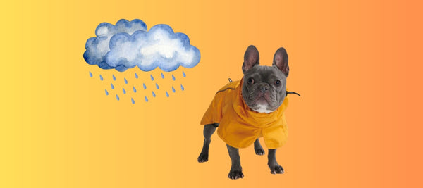 Can Dogs Get Sick from Rain?