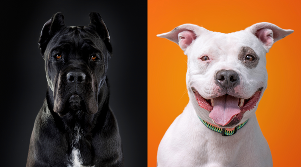 Cane Corso vs. Pitbull – Which Breed Is Right for You?