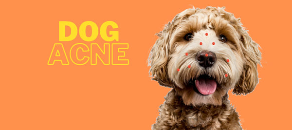 Dog Acne: A Pet Owner's Guide to Canine Skin Health