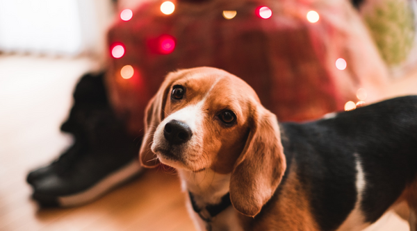 7 Christmas Foods You Should Never Feed Your Dog