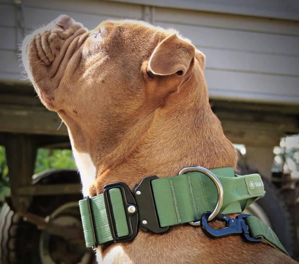 7 Best Types of Dog Collars for Bully Breeds