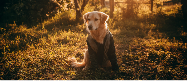 How to measure a dog for a coat or jacket