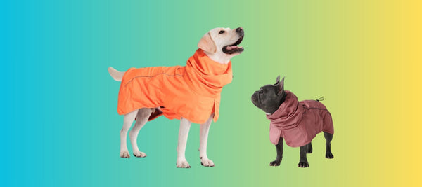 Do Dogs Need Raincoats? The Answer Might Surprise You
