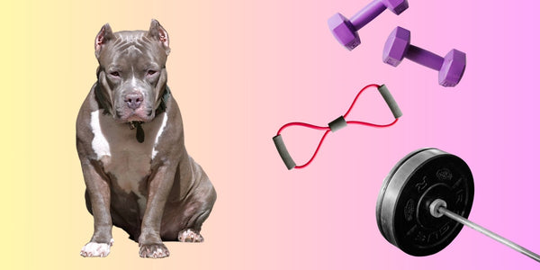 How To Bulk Up Your Pitbull - The Natural Way