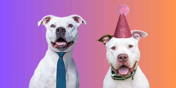 How Does Female Pitbull Behavior Compare To Males?
