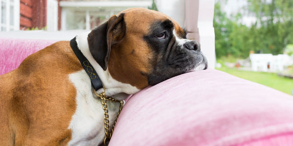 10 Fun Things To Do With Your Dog At Home