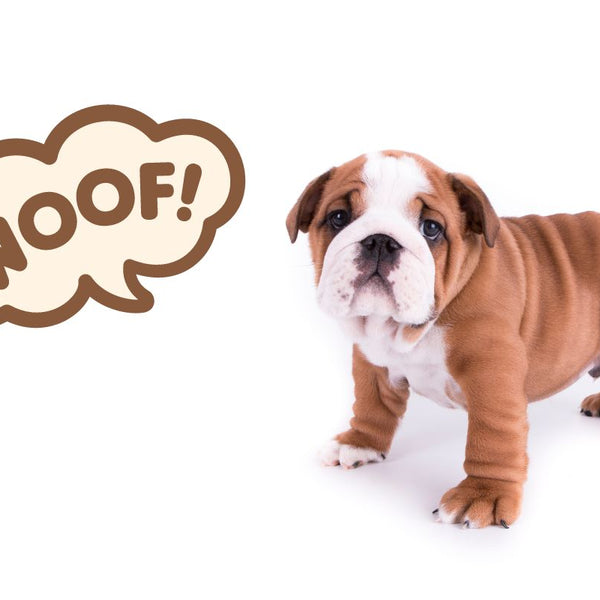 When puppy barking may signal a problem