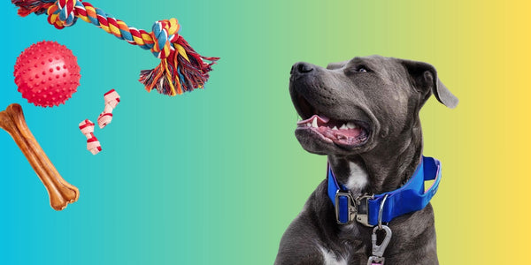 The Best Chew Toys For Pit Bulls