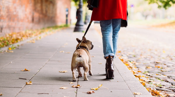 Common Bulldog Allergies in the Fall