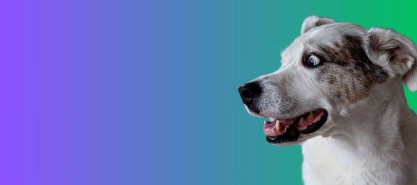 The Curious Case of Dog Grinding Teeth: What Every Pet Parent Needs to Know
