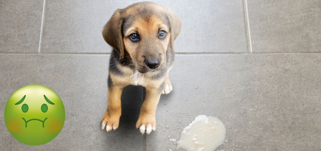 English Bulldog Throwing Up White Foam: Causes and What to Do