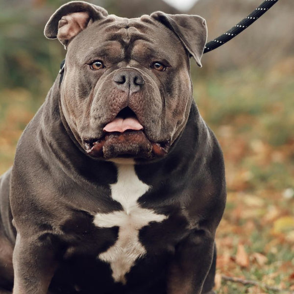 Pit Bull Pocket Micro Exotic Bulldog Exotic Bully Health Problems