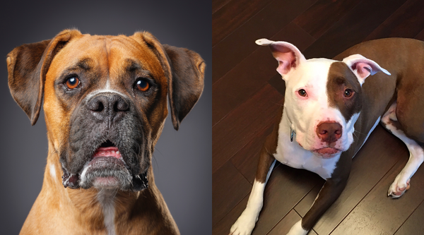 Pitbulls vs. Boxers - The Main Similarities and Differences