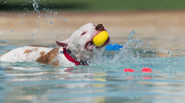 Can Pit Bulls Swim and Do They Like Water?