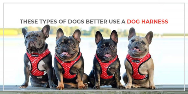 If Your Pup Is One Of These, You Better Use a Dog Harness.
