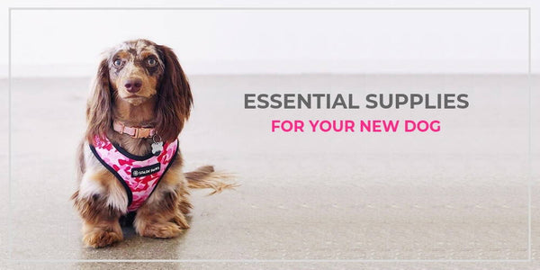 You’re getting a new pup! Do you have everything you need?