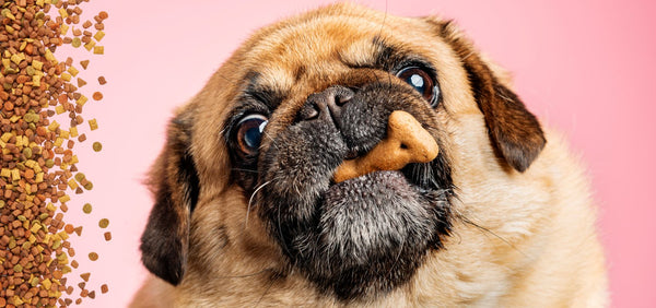 Why is My Dog Not Eating His Food But Will Eat Treats?