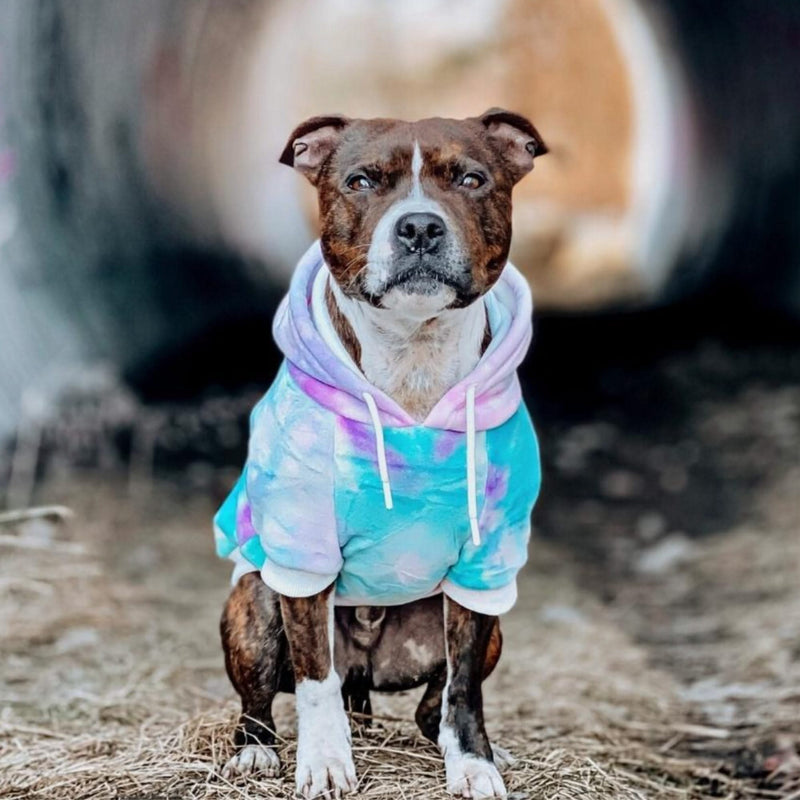 Pull à Capuche en velours Pour Chien - Rétro des années 90