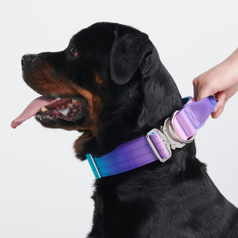 Ensemble de colliers tactiques pour chien - Rétro des années 90