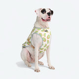 Gilet rafraîchissant pour chien - Kiwi