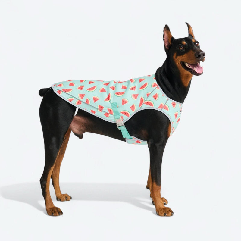Gilet rafraîchissant pour chien - Pastèque