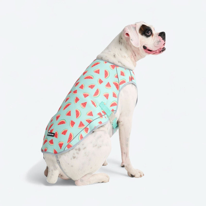 Gilet rafraîchissant pour chien - Pastèque