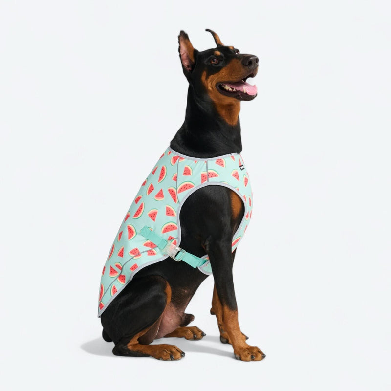 Gilet rafraîchissant pour chien - Pastèque