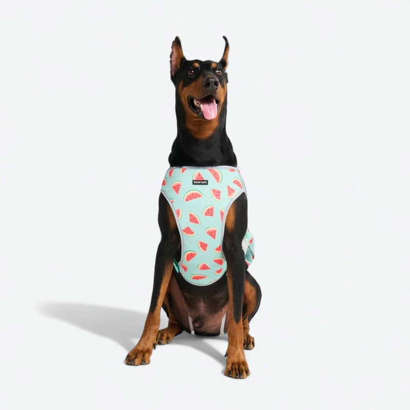 Gilet rafraîchissant pour chien - Pastèque