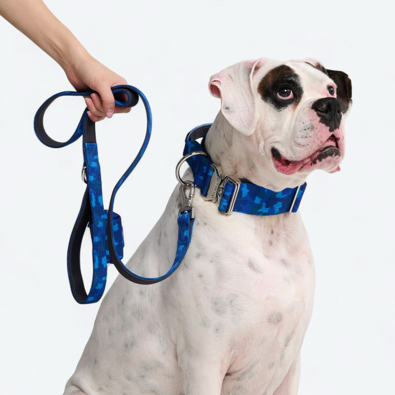 Ensemble collier de contrôle confort - Camouflage Bleu